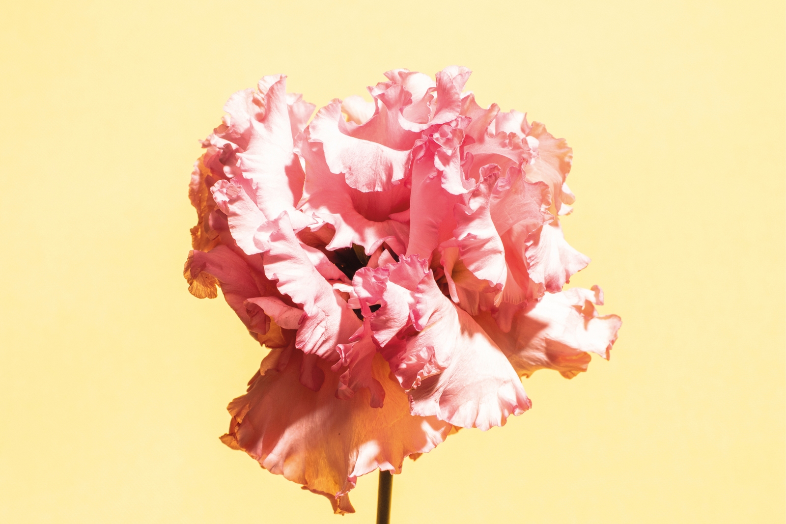 Flavours of Asia_LO! Restaurant_Blume.jpg